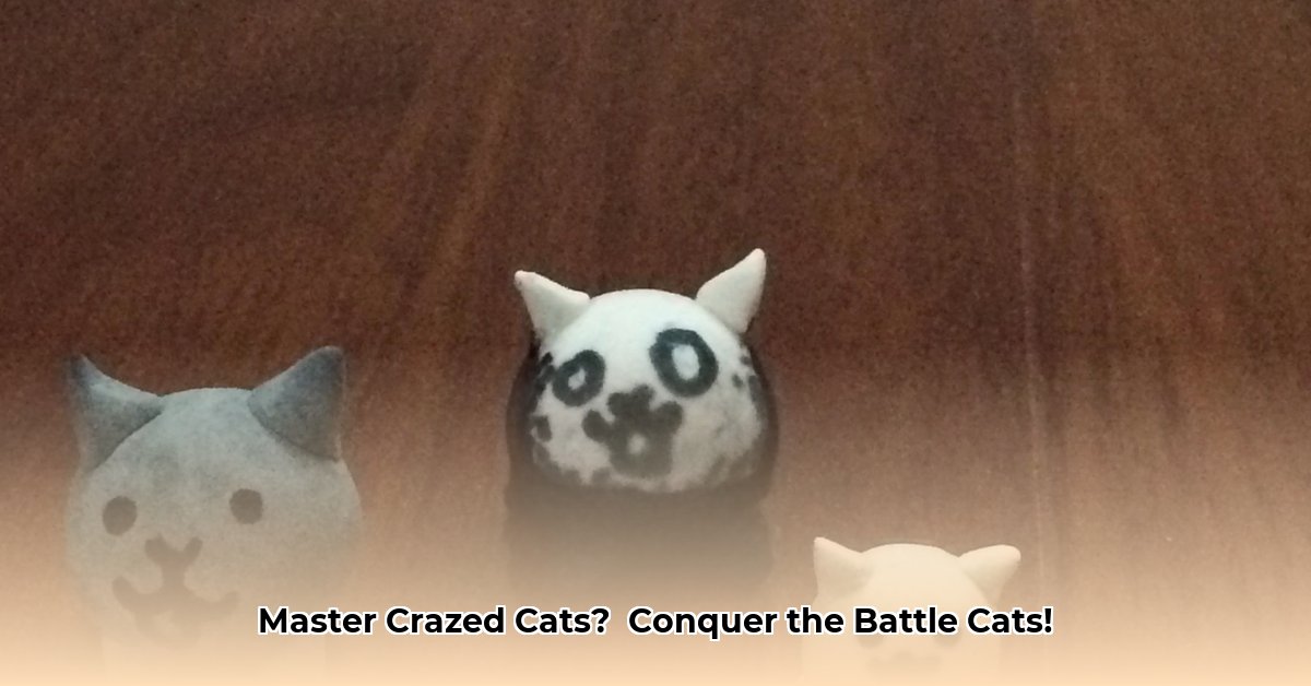 crazed-cats